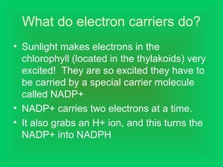 What do electron carriers do?
• Sunlight makes electrons in the
chlorophyll (located in the thylakoids) very
excited! They are so excited they have to
be carried by a special carrier molecule
called NADP+
• NADP+ carries two electrons at a time.
• It also grabs an H+ ion, and this turns the
NADP+ into NADPH
 