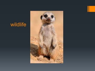 wildlife
 