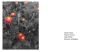 Jayme Lesak
Flower sunrise
Color Photo
Element: analogous