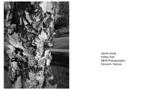 Jayme Lesak
Flakey Tree
B&W Photograaphy
Element: Texture