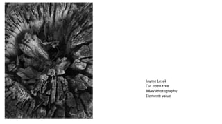 Jayme Lesak
Cut open tree
B&W Photography
Element: value
