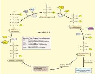 "The Calvin Cycle: The Heart of Photosynthesis | PDF
