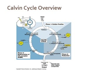 "The Calvin Cycle: The Heart of Photosynthesis | PDF