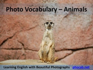 Photo Vocabulary – Animals
Learning English with Beautiful Photographs - phocab.net
 