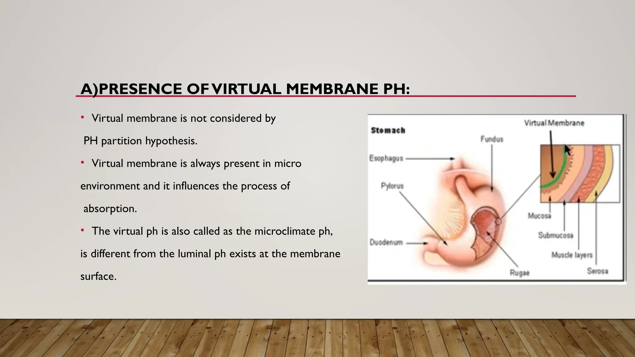 A)PRESENCE OFVIRTUAL MEMBRANE PH:
• Virtual membrane is not considered by
PH partition hypothesis.
• Virtual membrane is always present in micro
environment and it influences the process of
absorption.
• The virtual ph is also called as the microclimate ph,
is different from the luminal ph exists at the membrane
surface.
 