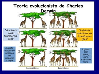 A girafa
esticava o
pescoço
até
alcançar
a copa
A girafa
com
pescoço
curto
morria de
fome
 