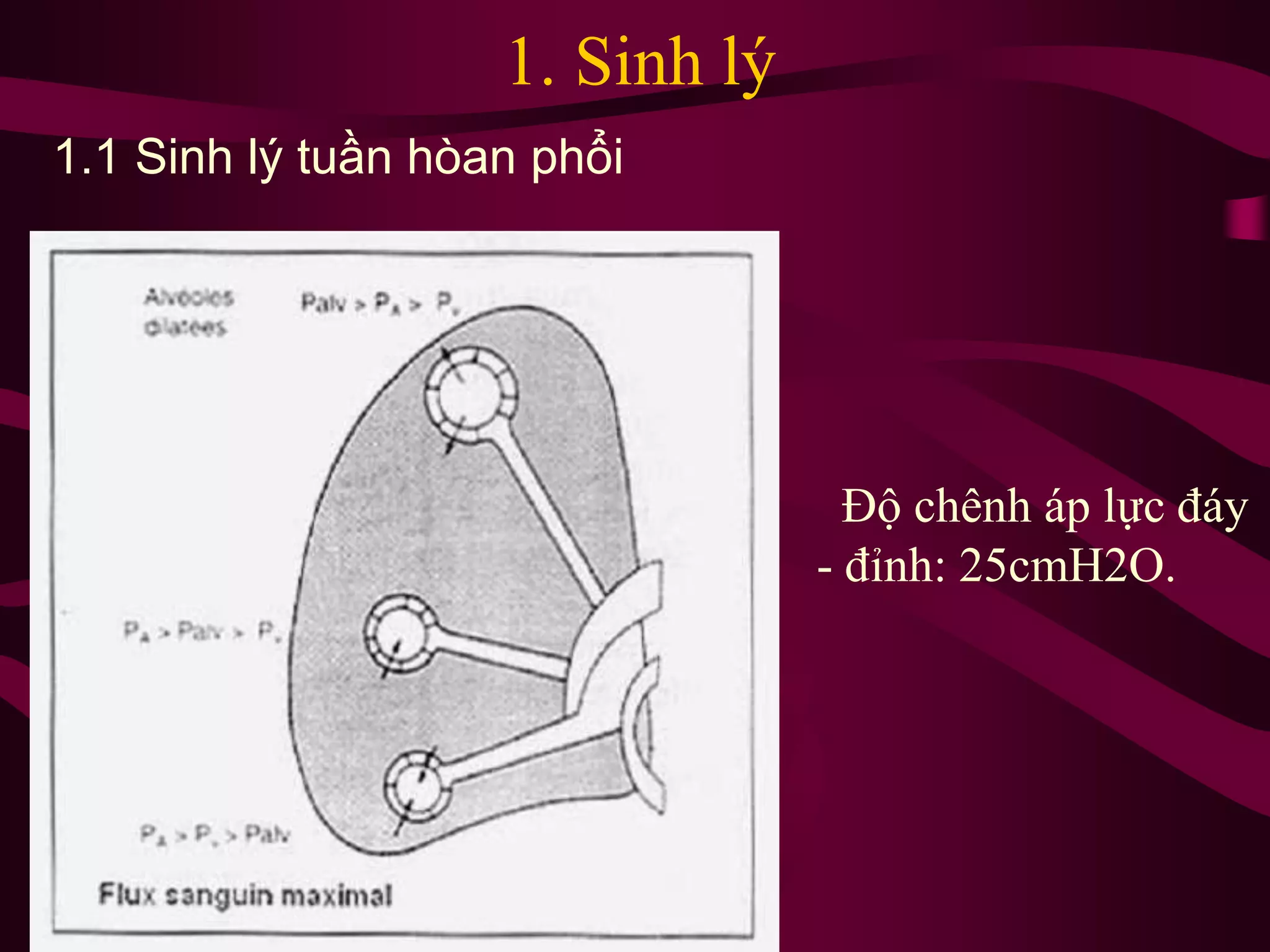 Độ chênh áp lực đáy
- đỉnh: 25cmH2O.
1. Sinh lý
1.1 Sinh lý tuần hòan phổi
 