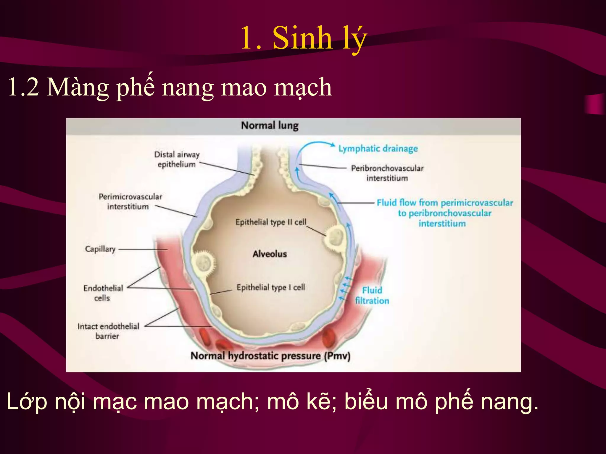 1. Sinh lý
Lớp nội mạc mao mạch; mô kẽ; biểu mô phế nang.
1.2 Màng phế nang mao mạch
 