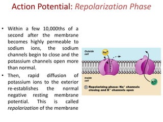 Cell Membrane Transport/Factors/Transport of Substances | PPTX
