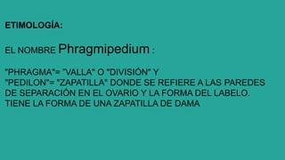Phragmipedium.pdf