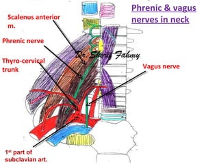 1st
part of
subclavian art.
Phrenic nerve
Thyro-cervical
trunk Vagus nerve
Scalenus anterior
m.
Phrenic & vagus
nerves in ...
