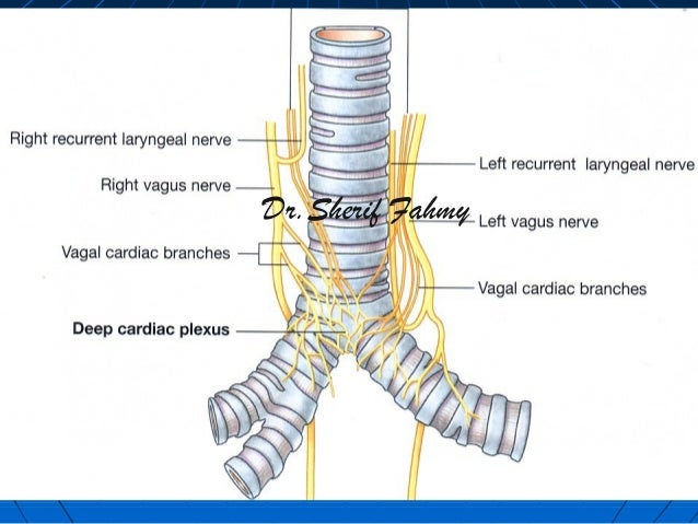 Phrenic Nerve & Vagus Nerve (Anatomy of he Thorax)
