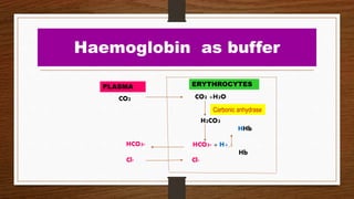 Haemoglobin as buffer
CO2 +H2O
H2CO3
HHb
HCO3- + H+
Hb
Carbonic anhydrase
HCO3-
Cl- Cl-
CO2
ERYTHROCYTESPLASMA
 