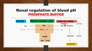 Renal regulation of blood pH
PHOSPHATE BUFFER
Renal tubular cell
Na+
HCO3- + H+
H2CO3
CO2 + H2O
Na2HPO4 pH=7.4
Na+ NaHPO4-
H+
NaH2PO4 pH=4.5
EXCRETED
Na+
HCO3-
BLOOD TUBULAR LUMEN
 