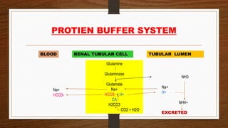 PROTIEN BUFFER SYSTEM
RENAL TUBULAR CELL
Glutamine
Glutaminase
Glutamate
Na+
HCO3- + H+
CA
H2CO3
CO2 + H2O
BLOOD
Na+
HCO3-
TUBULAR LUMEN
NH3
Na+
H+
NH4+
EXCRETED
 