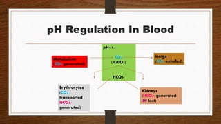pH=7.4
CO2
(H2CO3)
HCO3-
Lungs
(CO2 exhaled)
Metabolism
(CO2 generated)
Kidneys
(HCO3- generated
,H* lost)
Erythrocytes
(CO2
transported ,
HCO3-
generated)
pH Regulation In Blood
 