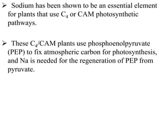  Sodium has been shown to be an essential element
for plants that use C4 or CAM photosynthetic
pathways.
 These C4/CAM plants use phosphoenolpyruvate
(PEP) to fix atmospheric carbon for photosynthesis,
and Na is needed for the regeneration of PEP from
pyruvate.
 