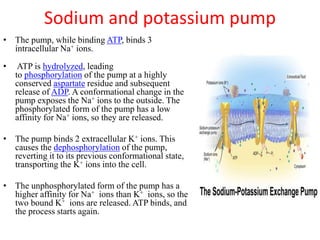 Sodium and potassium pump
• The pump, while binding ATP, binds 3
intracellular Na+ ions.
• ATP is hydrolyzed, leading
to phosphorylation of the pump at a highly
conserved aspartate residue and subsequent
release of ADP. A conformational change in the
pump exposes the Na+ ions to the outside. The
phosphorylated form of the pump has a low
affinity for Na+ ions, so they are released.
• The pump binds 2 extracellular K+ ions. This
causes the dephosphorylation of the pump,
reverting it to its previous conformational state,
transporting the K+ ions into the cell.
• The unphosphorylated form of the pump has a
higher affinity for Na+ ions than K+ ions, so the
two bound K+ ions are released. ATP binds, and
the process starts again.
 