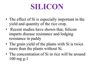 SILICON
• The effect of Si is especially important in the
yield and quantity of the rice crop.
• Recent studies have shown that, Silicon
imparts disease resistance and lodging
resistance in paddy
• The grain yield of the plants with Si is twice
more than the plants without Si.
• The concentration of Si in rice will be around
100 mg g-1
 