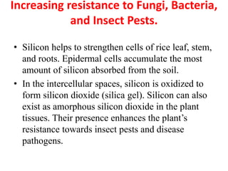 Increasing resistance to Fungi, Bacteria,
and Insect Pests.
• Silicon helps to strengthen cells of rice leaf, stem,
and roots. Epidermal cells accumulate the most
amount of silicon absorbed from the soil.
• In the intercellular spaces, silicon is oxidized to
form silicon dioxide (silica gel). Silicon can also
exist as amorphous silicon dioxide in the plant
tissues. Their presence enhances the plant’s
resistance towards insect pests and disease
pathogens.
 