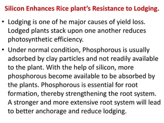 Silicon Enhances Rice plant’s Resistance to Lodging.
• Lodging is one of he major causes of yield loss.
Lodged plants stack upon one another reduces
photosynthetic efficiency.
• Under normal condition, Phosphorous is usually
adsorbed by clay particles and not readily available
to the plant. With the help of silicon, more
phosphorous become available to be absorbed by
the plants. Phosphorous is essential for root
formation, thereby strengthening the root system.
A stronger and more extensive root system will lead
to better anchorage and reduce lodging.
 