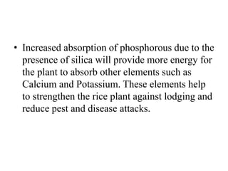 • Increased absorption of phosphorous due to the
presence of silica will provide more energy for
the plant to absorb other elements such as
Calcium and Potassium. These elements help
to strengthen the rice plant against lodging and
reduce pest and disease attacks.
 