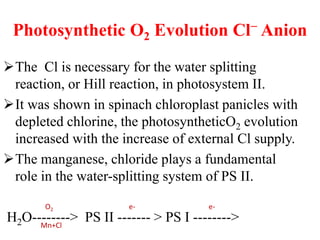 Photosynthetic O2 Evolution Cl− Anion
The Cl is necessary for the water splitting
reaction, or Hill reaction, in photosystem II.
It was shown in spinach chloroplast panicles with
depleted chlorine, the photosyntheticO2 evolution
increased with the increase of external Cl supply.
The manganese, chloride plays a fundamental
role in the water-splitting system of PS II.
H2O--------> PS II ------- > PS I -------->Mn+Cl
O2 e- e-
 