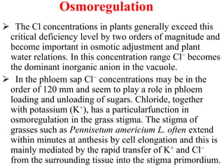 Osmoregulation
 The Cl concentrations in plants generally exceed this
critical deficiency level by two orders of magnitude and
become important in osmotic adjustment and plant
water relations. In this concentration range Cl− becomes
the dominant inorganic anion in the vacuole.
 In the phloem sap Cl− concentrations may be in the
order of 120 mm and seem to play a role in phloem
loading and unloading of sugars. Chloride, together
with potassium (K+), has a particularfunction in
osmoregulation in the grass stigma. The stigma of
grasses such as Pennisetum americium L. often extend
within minutes at anthesis by cell elongation and this is
mainly mediated by the rapid transfer of K+ and Cl−
from the surrounding tissue into the stigma primordium.
 