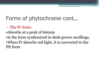 Forms of phytochrome cont…
• The Pr form:
•Absorbs at a peak of 660nm
•Is the form synthesized in dark-grown seedlings.
•When Pr absorbs red light, it is converted to the
Pfr form
 