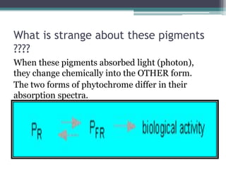 What is strange about these pigments
????
When these pigments absorbed light (photon),
they change chemically into the OTHER form.
The two forms of phytochrome differ in their
absorption spectra.
 