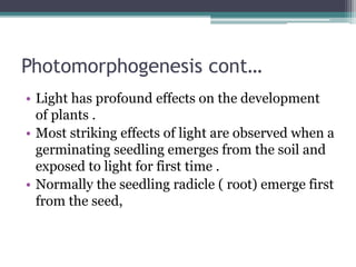 Photomorphogenesis cont…
• Light has profound effects on the development
of plants .
• Most striking effects of light are observed when a
germinating seedling emerges from the soil and
exposed to light for first time .
• Normally the seedling radicle ( root) emerge first
from the seed,
 