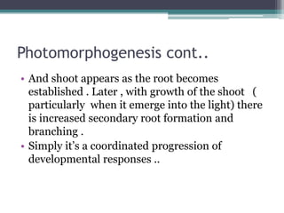 Photomorphogenesis cont..
• And shoot appears as the root becomes
established . Later , with growth of the shoot (
particularly when it emerge into the light) there
is increased secondary root formation and
branching .
• Simply it’s a coordinated progression of
developmental responses ..
 