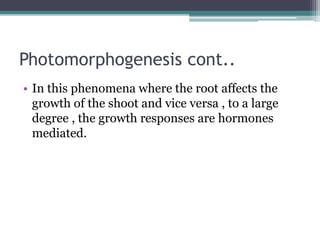 Photomorphogenesis cont..
• In this phenomena where the root affects the
growth of the shoot and vice versa , to a large
degree , the growth responses are hormones
mediated.
 