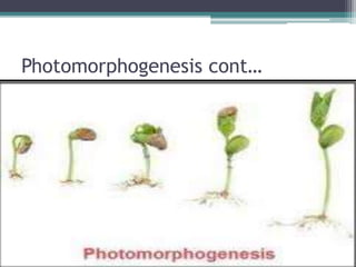 Photomorphogenesis cont…
 
