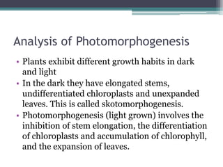 Analysis of Photomorphogenesis
• Plants exhibit different growth habits in dark
and light
• In the dark they have elongated stems,
undifferentiated chloroplasts and unexpanded
leaves. This is called skotomorphogenesis.
• Photomorphogenesis (light grown) involves the
inhibition of stem elongation, the differentiation
of chloroplasts and accumulation of chlorophyll,
and the expansion of leaves.
 