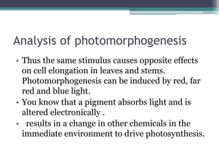 Analysis of photomorphogenesis
• Thus the same stimulus causes opposite effects
on cell elongation in leaves and stems.
Photomorphogenesis can be induced by red, far
red and blue light.
• You know that a pigment absorbs light and is
altered electronically .
• results in a change in other chemicals in the
immediate environment to drive photosynthesis.
 