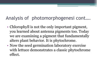 Analysis of photomorphogenesi cont….
• Chlorophyll is not the only important pigment,
you learned about antenna pigments too. Today
we are examining a pigment that fundamentally
alters plant behavior. It is phytochrome.
• Now the seed germination laboratory exercise
with lettuce demonstrates a classic phytochrome
effect.
 