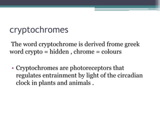 cryptochromes
The word cryptochrome is derived frome greek
word crypto = hidden , chrome = colours
• Cryptochromes are photoreceptors that
regulates entrainment by light of the circadian
clock in plants and animals .
 