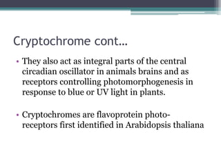 Cryptochrome cont…
• They also act as integral parts of the central
circadian oscillator in animals brains and as
receptors controlling photomorphogenesis in
response to blue or UV light in plants.
• Cryptochromes are flavoprotein photo-
receptors first identified in Arabidopsis thaliana
 