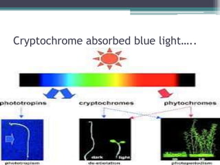 Cryptochrome absorbed blue light…..
 