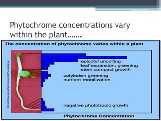 Phytochrome concentrations vary
within the plant…….
 