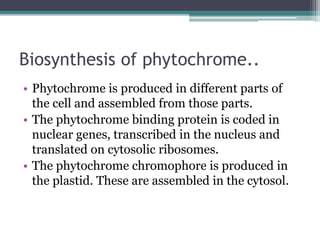 Biosynthesis of phytochrome..
• Phytochrome is produced in different parts of
the cell and assembled from those parts.
• The phytochrome binding protein is coded in
nuclear genes, transcribed in the nucleus and
translated on cytosolic ribosomes.
• The phytochrome chromophore is produced in
the plastid. These are assembled in the cytosol.
 