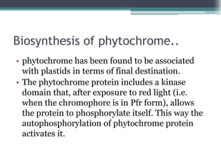 Biosynthesis of phytochrome..
• phytochrome has been found to be associated
with plastids in terms of final destination.
• The phytochrome protein includes a kinase
domain that, after exposure to red light (i.e.
when the chromophore is in Pfr form), allows
the protein to phosphorylate itself. This way the
autophosphorylation of phytochrome protein
activates it.
 