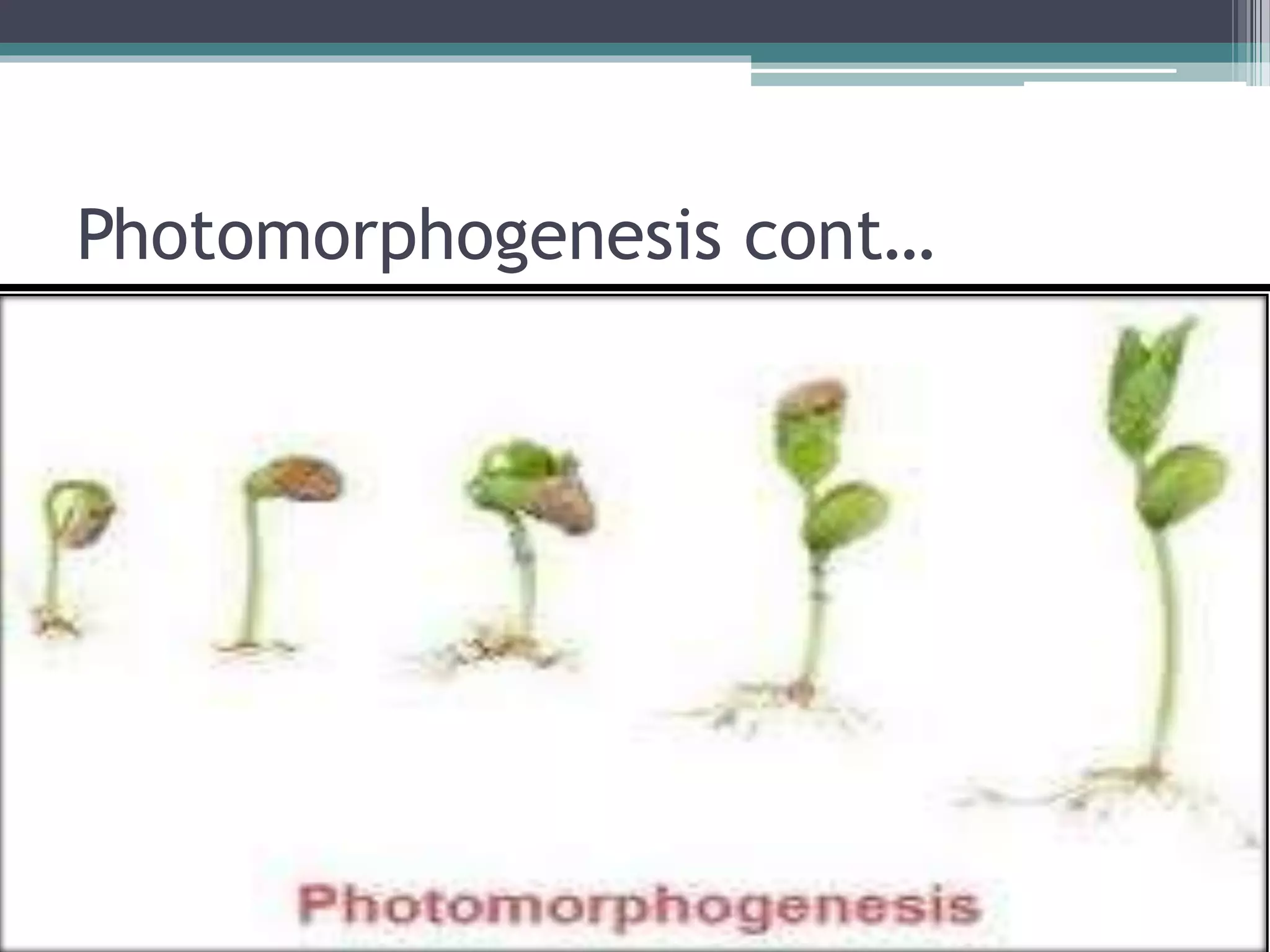 Photomorphogenesis cont…
 