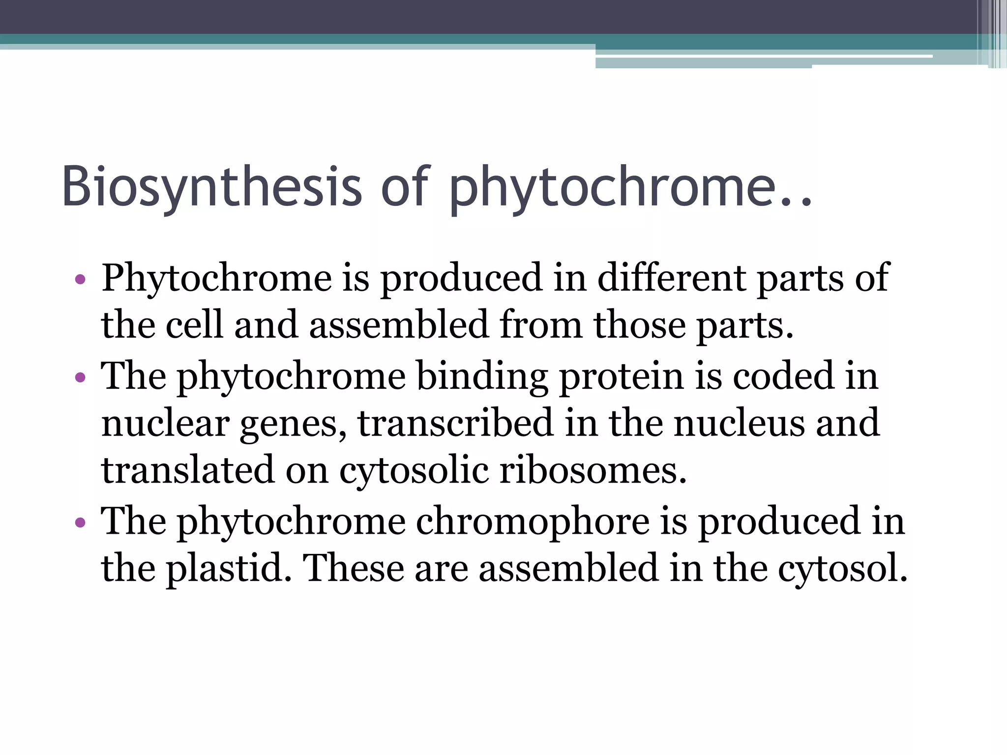 Biosynthesis of phytochrome..
• Phytochrome is produced in different parts of
the cell and assembled from those parts.
• The phytochrome binding protein is coded in
nuclear genes, transcribed in the nucleus and
translated on cytosolic ribosomes.
• The phytochrome chromophore is produced in
the plastid. These are assembled in the cytosol.
 