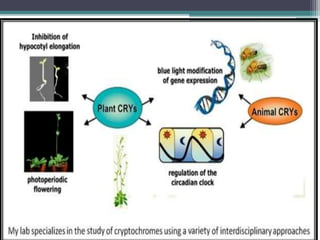 phytochrome