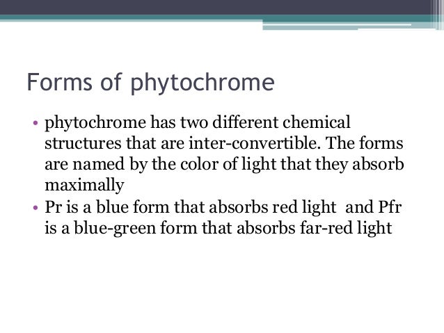 phytochrome