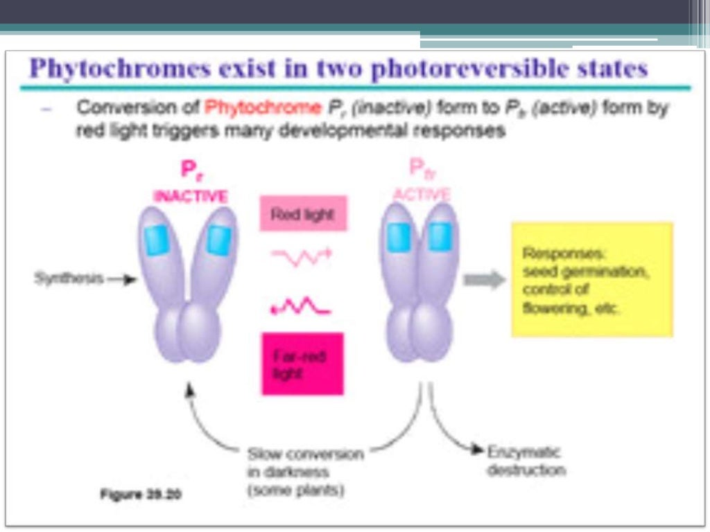 phytochrome