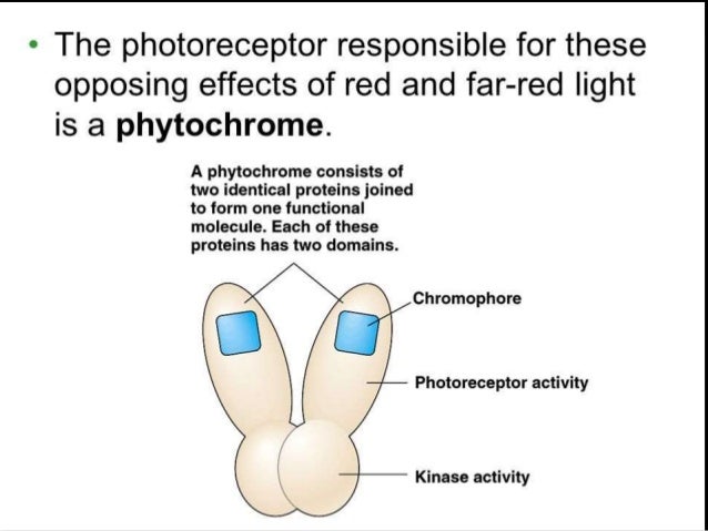 phytochrome