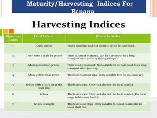Harvesting practices for special market purpose | PPTX | Agriculture ...